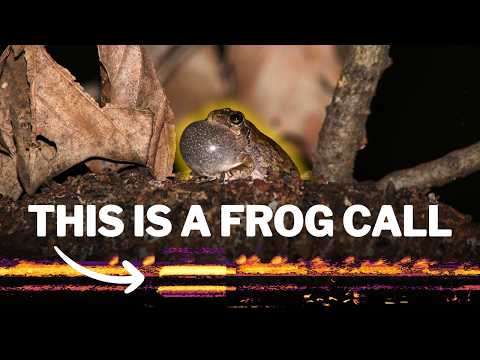 Spectrogram Explained: Seeing the Sounds of a Swamp