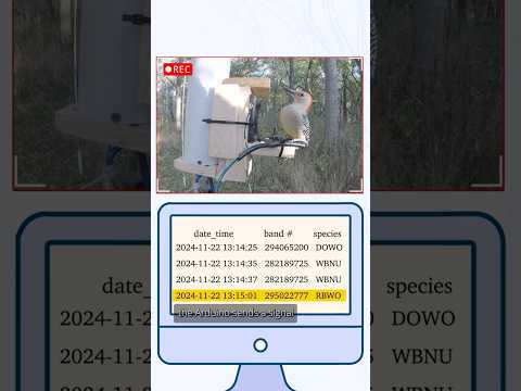 These scientists DIY-ed a smart bird feeder!